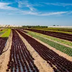 Campoverde, al via la 39ª Mostra Agricola: 400 espositori
