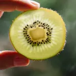 I prodotti tipici dell’Agro Pontino: kiwi di Latina, bufala e eccellenze DOP della zona
