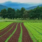 Latina, censite 488 attività produttive in zona agricola: parte il percorso per rigenerazione e riqualificazione